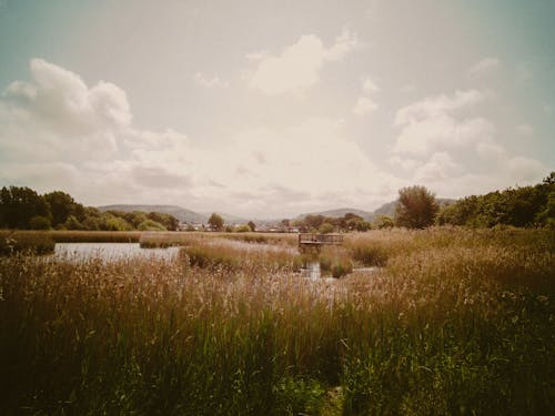 Základová fotografie zdarma na téma bažina, jezero, kopce