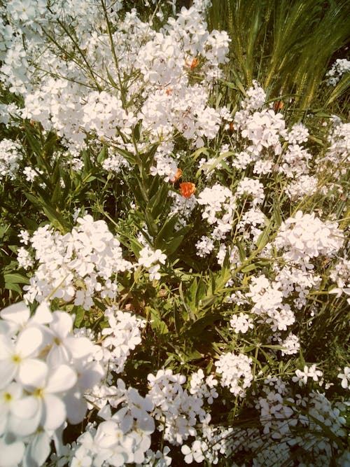 Foto d'estoc gratuïta de closca, enfocament selectiu, flors blanques