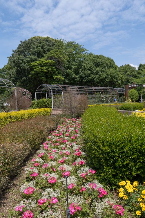 Free A beautiful garden pathway lined with colorful flowers in Toyohashi, Japan. Stock Photo