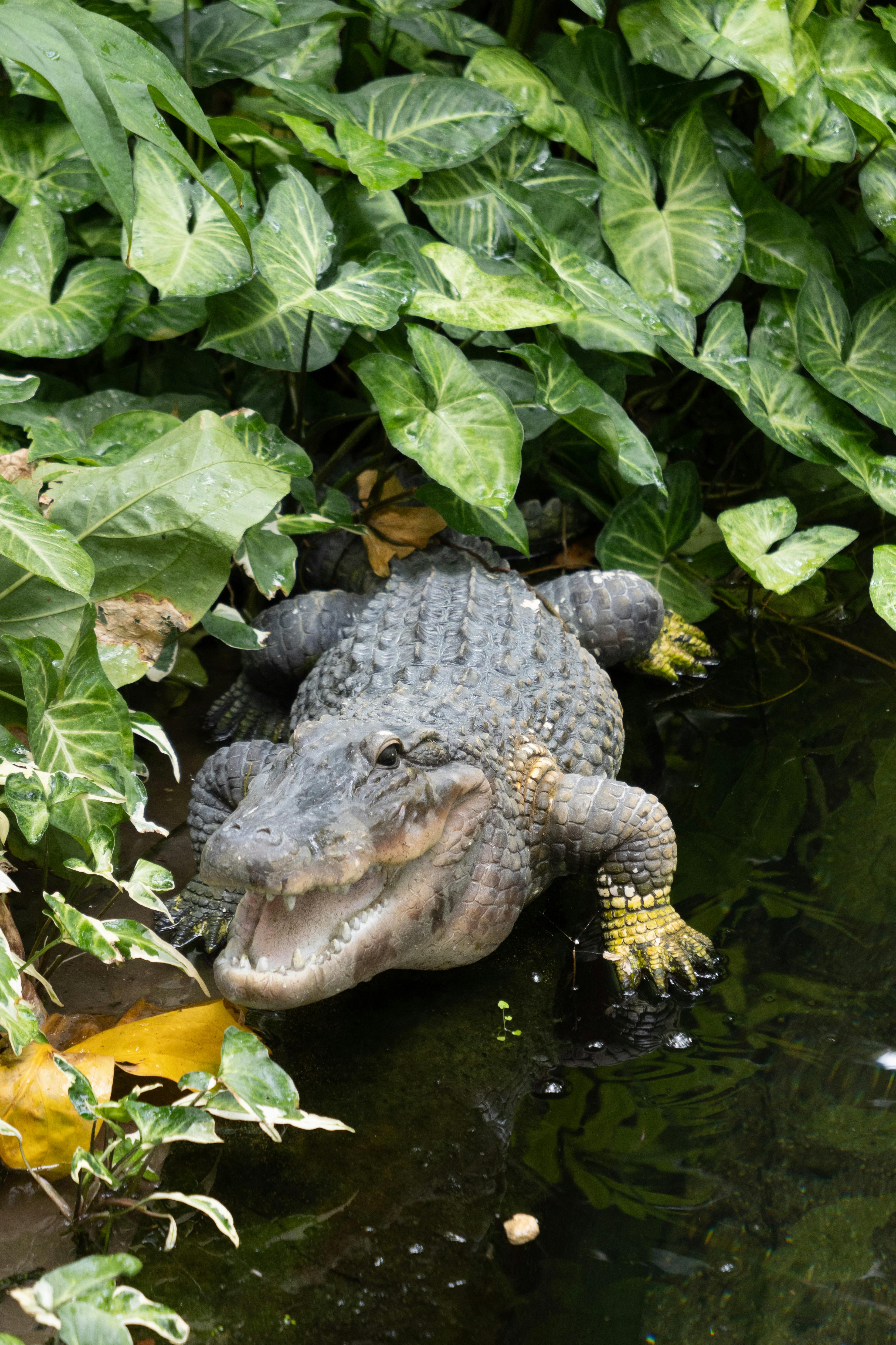 dangerous-shrew-photos-download-the-best-free-dangerous-shrew-stock