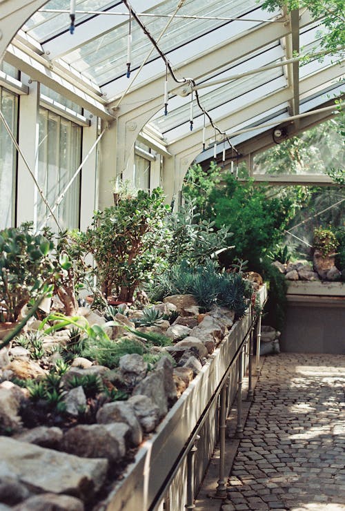Plants in a Greenhouse 
