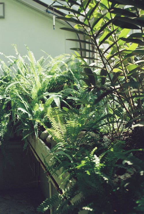 Tropical Plants in a Botanical Garden 