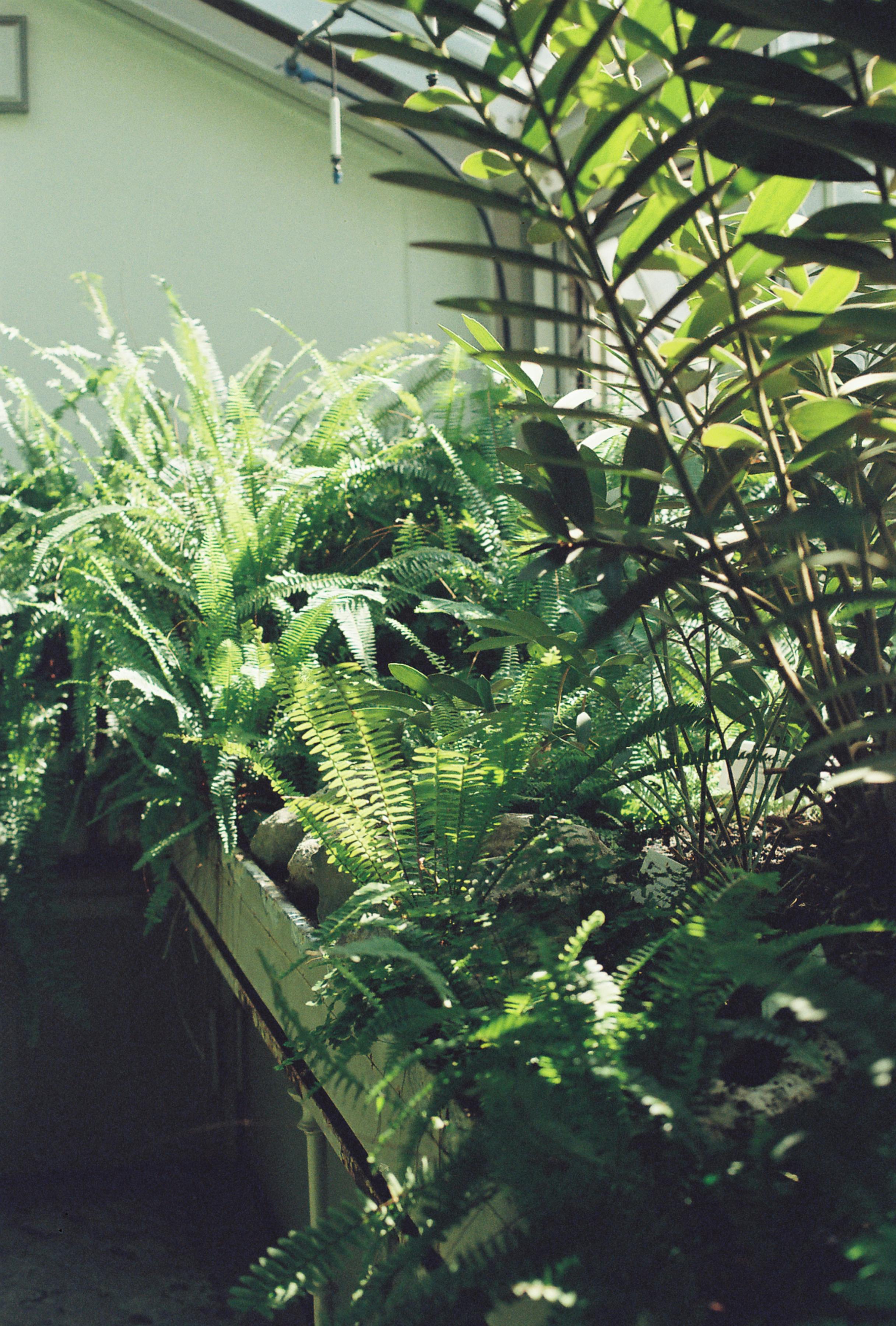 Free Tropical Plants in a Botanical Garden Stock Photo