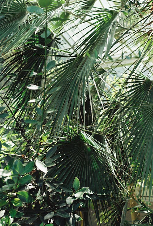 View of Tropical Leaves 