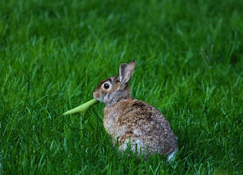 A wild rabbit with a leaf in its mouth sits in lush green grass, showcasing nature's charm.