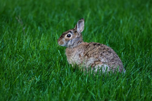 A Rabbit on a Grass Field 