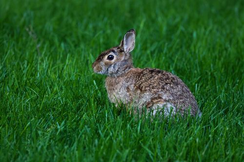 Free Adorable wild rabbit resting on a vibrant green grass field in summer. Stock Photo