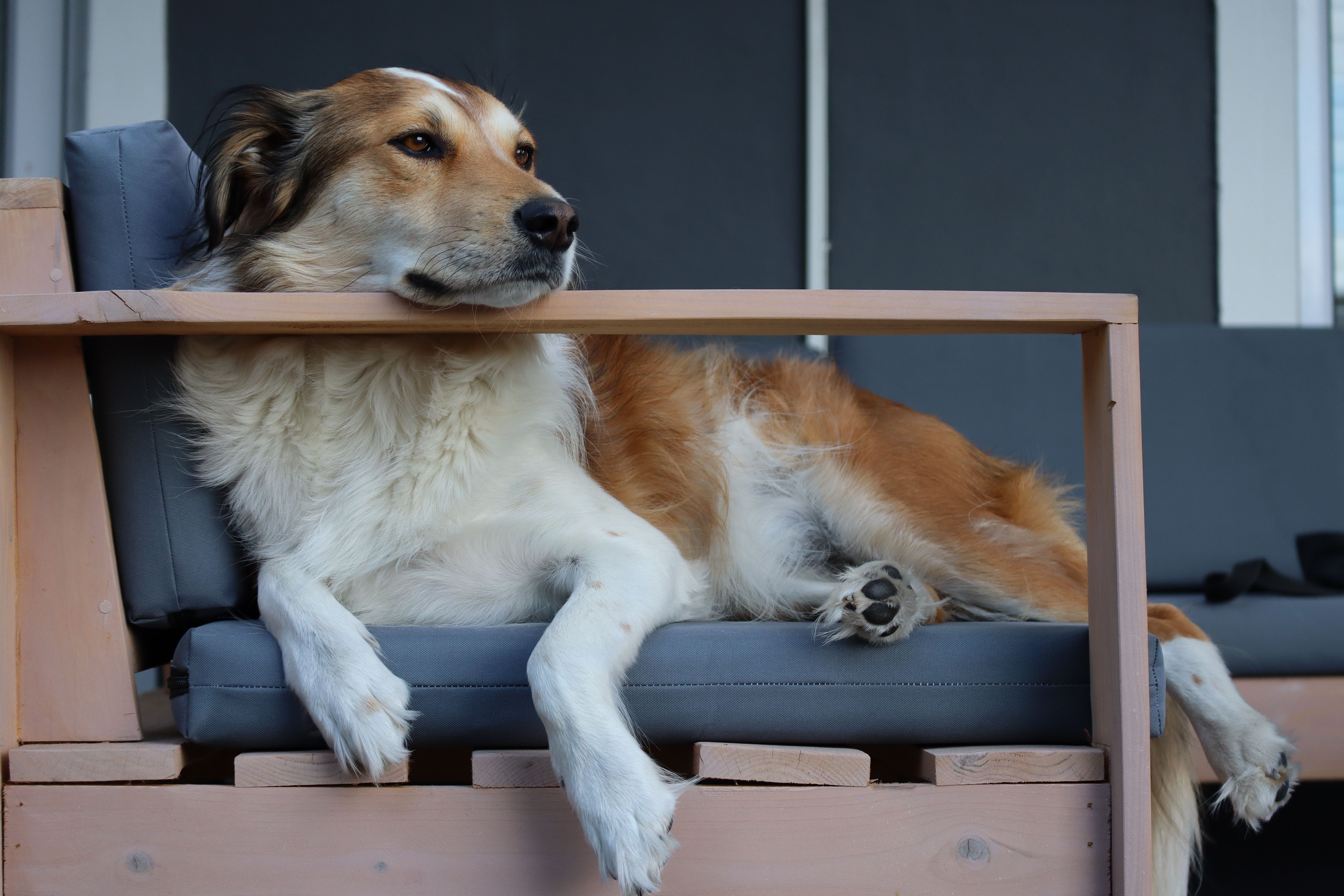 Portrait of a pet at a veterinary clinic
