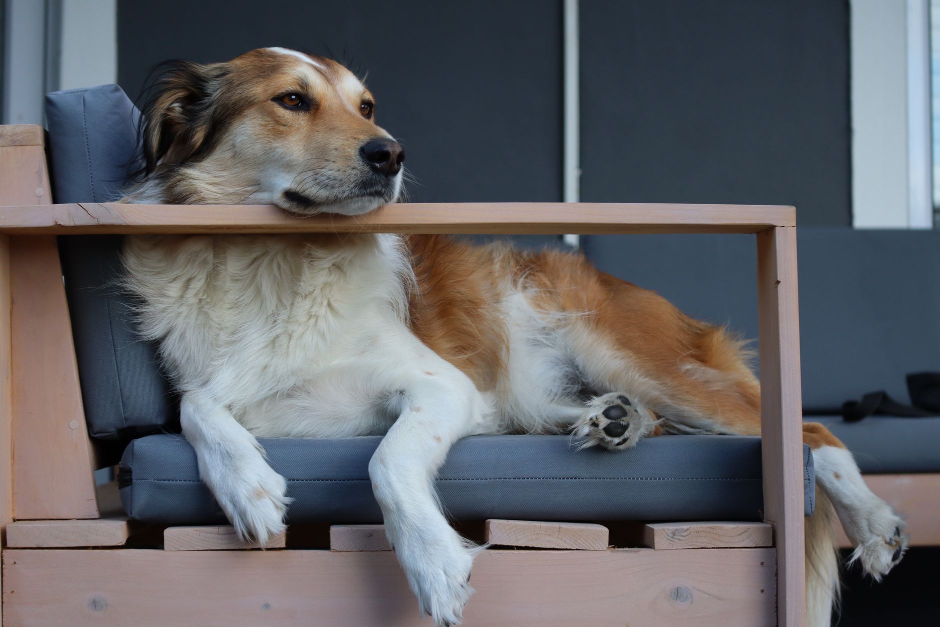 Portrait of a pet at a veterinary clinic