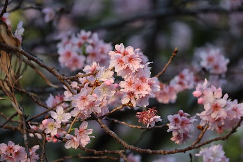 Close-up of a Cherry Blossom Branch 