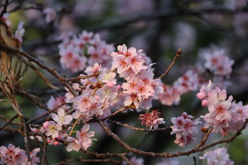 Free Close-up of cherry blossoms in full bloom capturing the essence of spring. Stock Photo