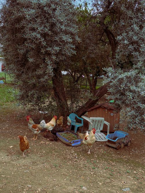 Free Chickens peck around a backyard under an olive tree in Nazilli, Türkiye. Stock Photo