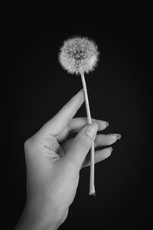 Free Black and white photo of a hand gently holding a dandelion against dark background. Stock Photo