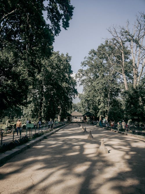 Sunlit Alley in Park