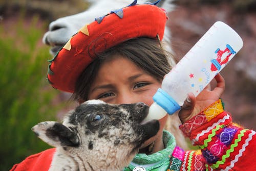 Girl Feeding Goat Kid