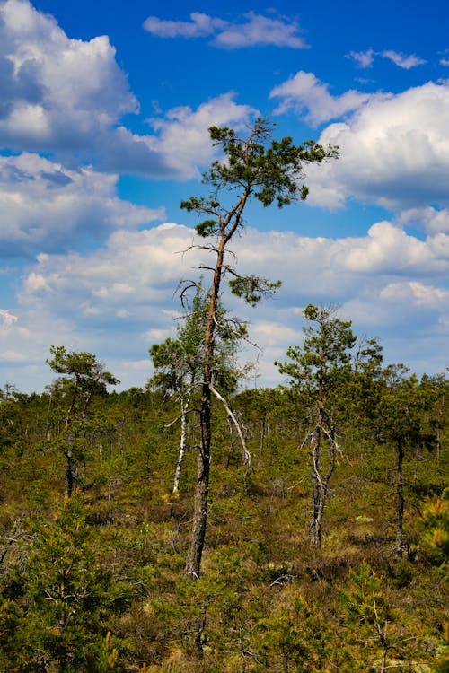 Fotobanka s bezplatnými fotkami na tému environmentálne škody, krajina, kyslý dážď