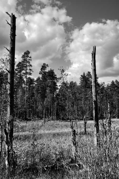 Free Monochrome image of a forest landscape with tall trees and dramatic clouds. Stock Photo