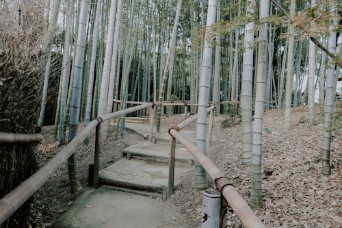 Gratis arkivbilde med bambus, dyp, gangsti