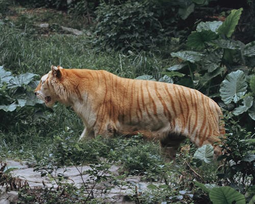 Foto d'estoc gratuïta de animal, caminant, gat