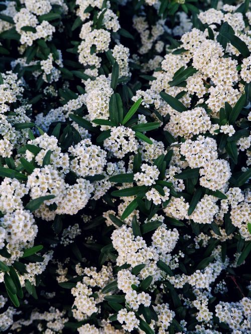Free Close-up of a lush bridalwreath spirea shrub in full bloom with white flowers and green leaves. Stock Photo