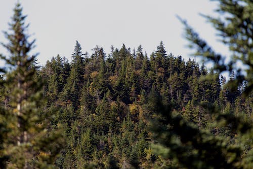 Imagine de stoc gratuită din arbori, cer, codru