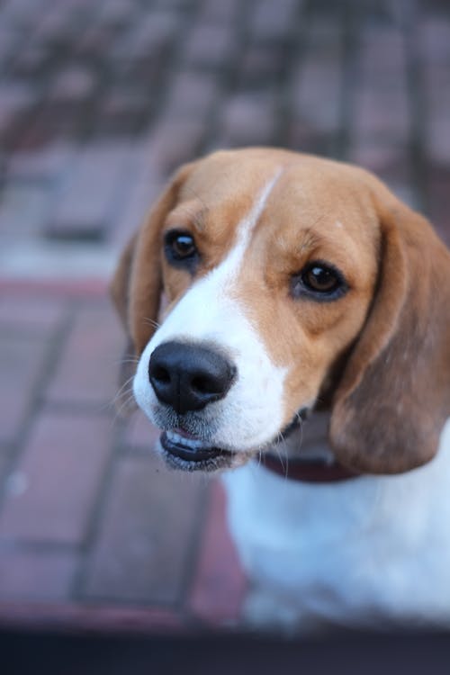 Darmowe zdjęcie z galerii z beagle, pies, pionowy strzał