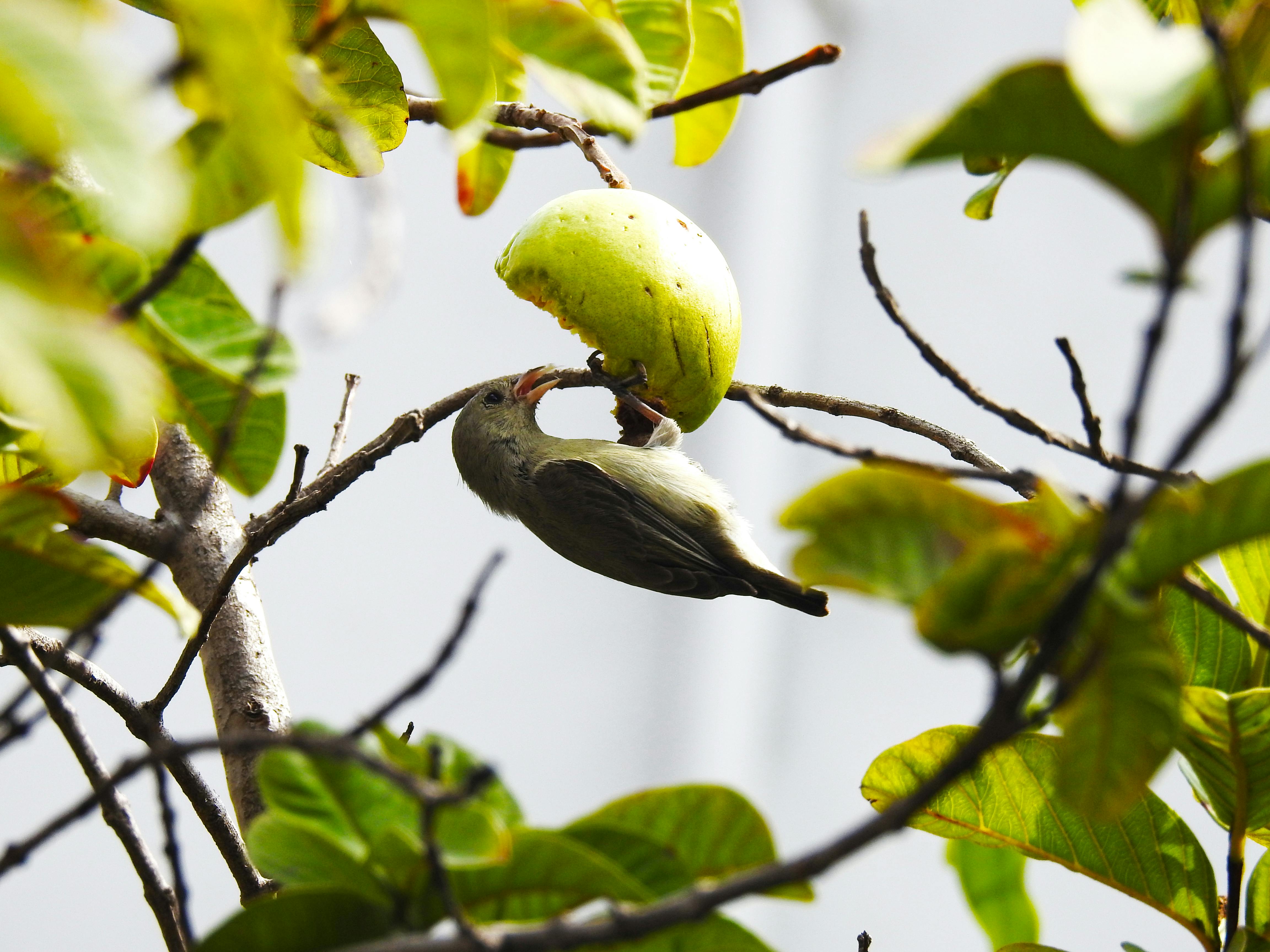 yellow cockatoo eating fruit