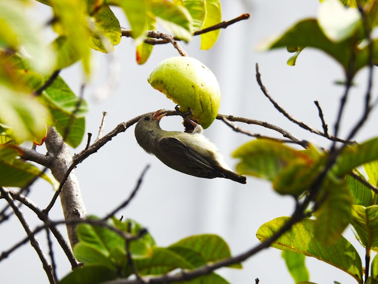 Bird Eating A Fruit