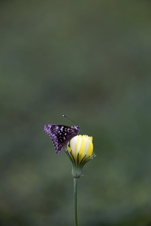 Immagine gratuita di farfalla, fiore, focus selettivo