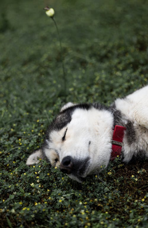 Husky Dog Sleeping on Grass