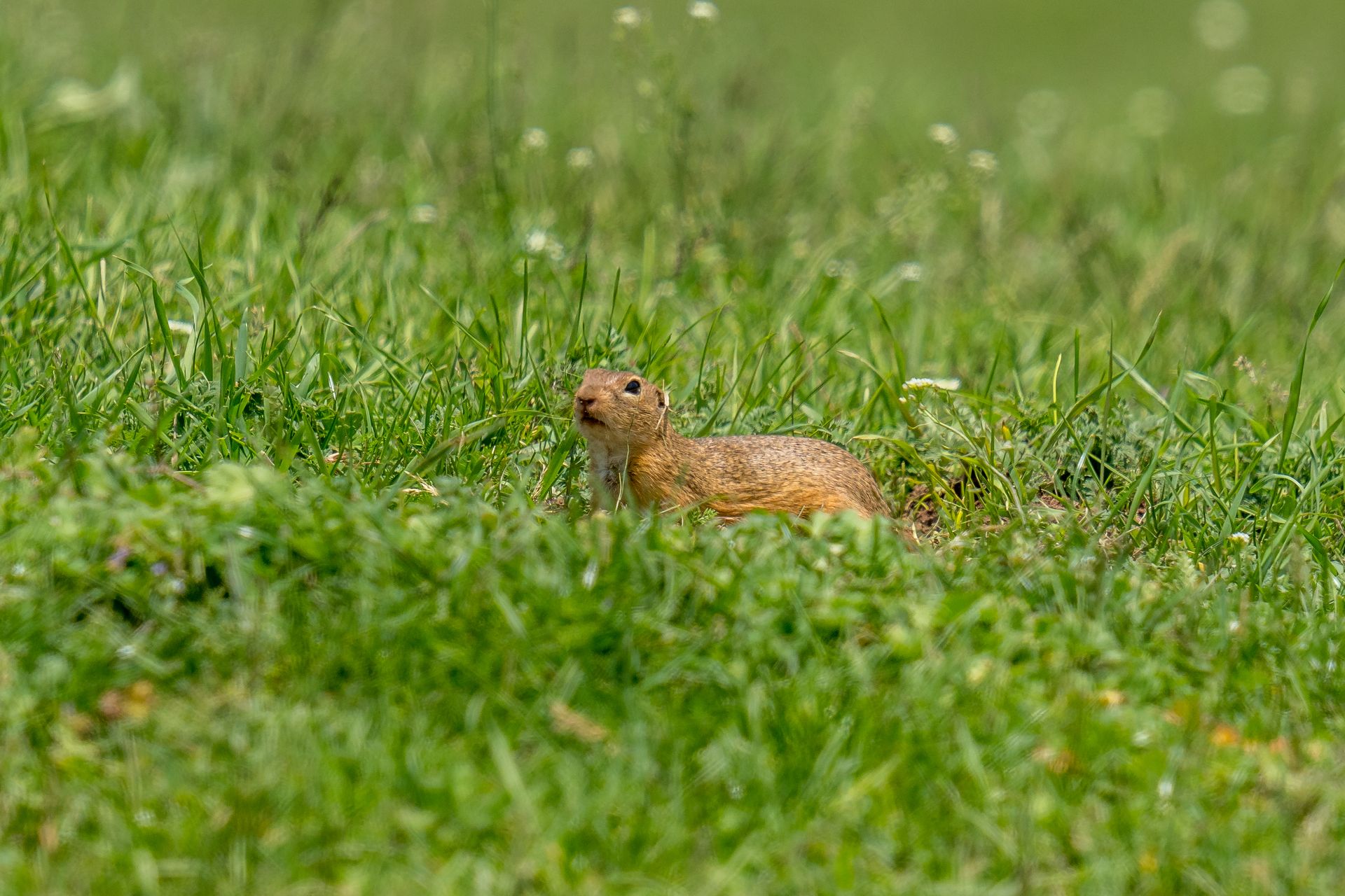 The European ground squirrel (Spermophilus citellus), also known as the European souslik, is a species from the squirrel family, Sciuridae.