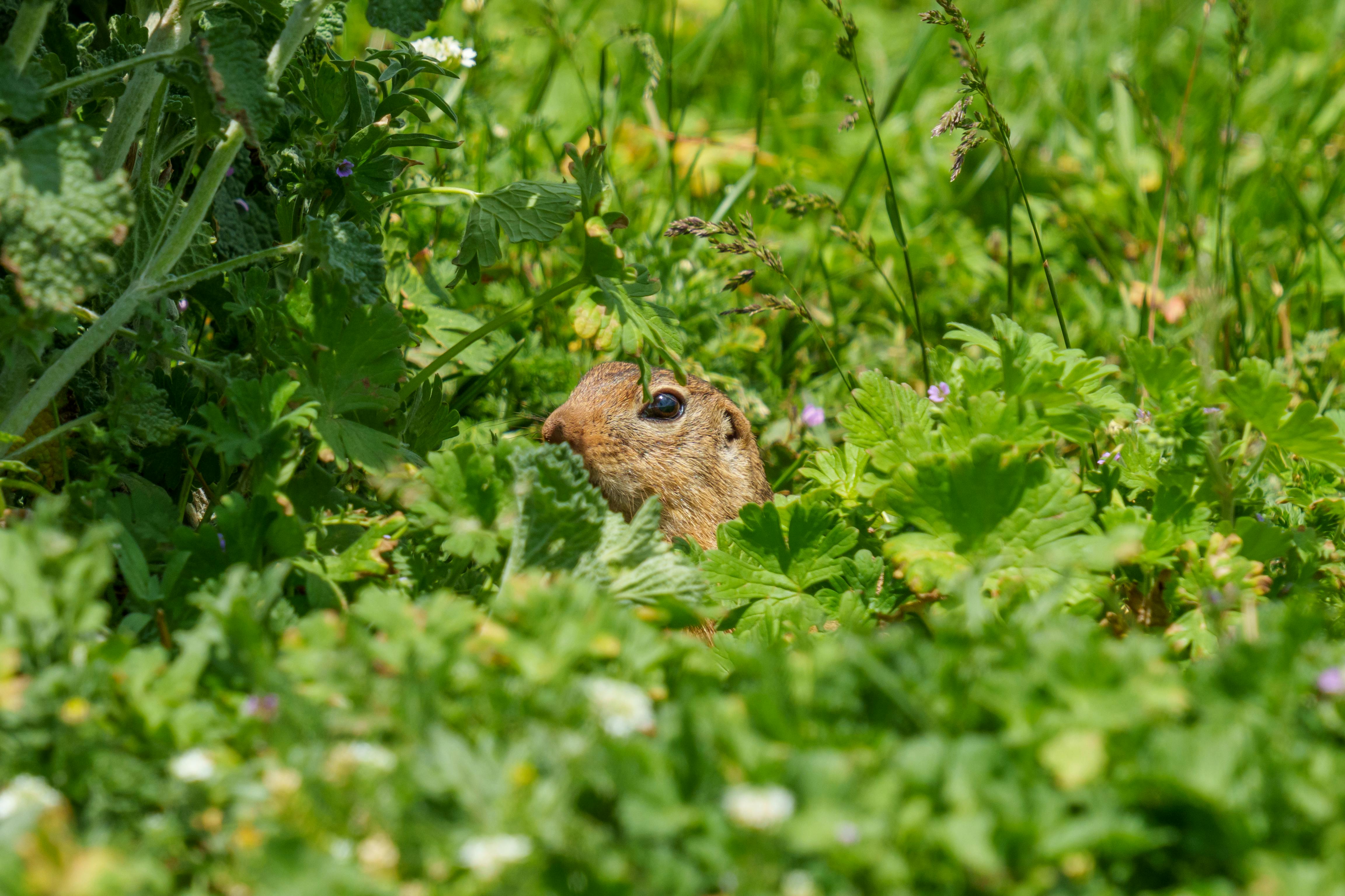 The European ground squirrel (Spermophilus citellus), also known as the European souslik, is a species from the squirrel family, Sciuridae.