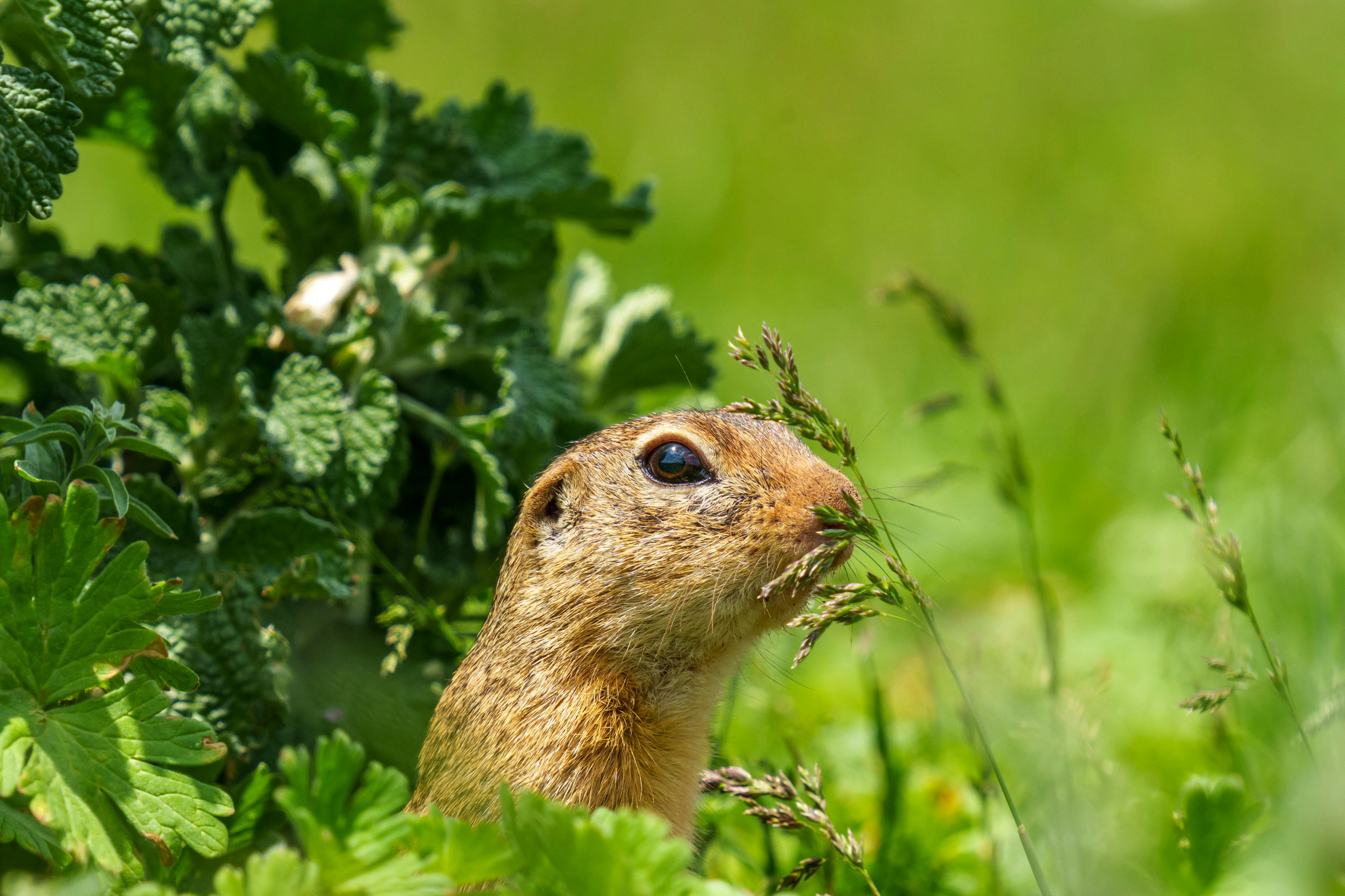 the european ground squirrel spermophilus citellus also known as the european souslik is a species from the squirrel family sciuridae