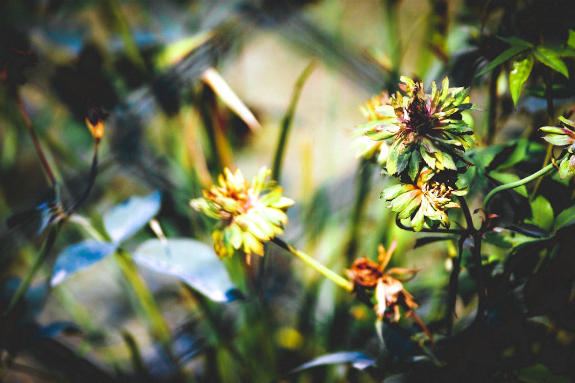 Free stock photo of beautiful flowers, botanical garden, flowers