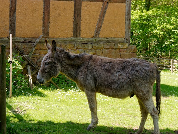 Donkey Near Wall