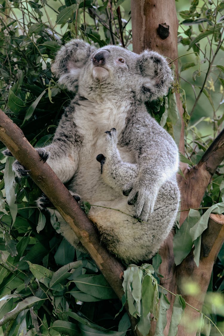 Koala Bear Sitting On Tree