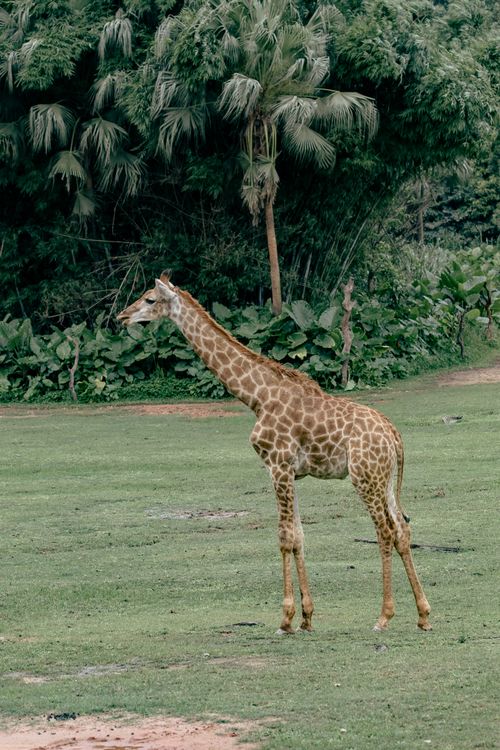 Free A giraffe stands gracefully in a lush, green landscape, surrounded by trees and grass. Stock Photo