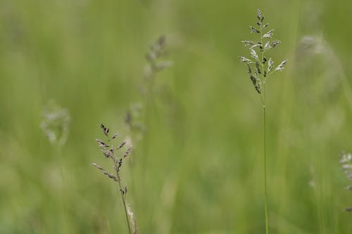 Close-up of Grass on a Field in Summer 