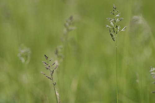 Бесплатное стоковое фото с выборочный фокус, зеленый, крупный план