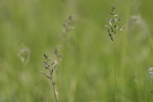 Free Selective focus of tall grass in a summer meadow with blurred background. Stock Photo