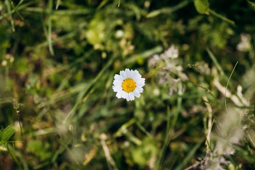 Fotobanka s bezplatnými fotkami na tému jar, kvet, kvitnutie