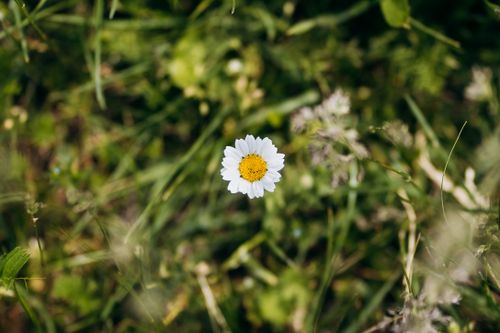 Free A close-up view of a single daisy flower blooming in a lush green meadow during springtime. Stock Photo