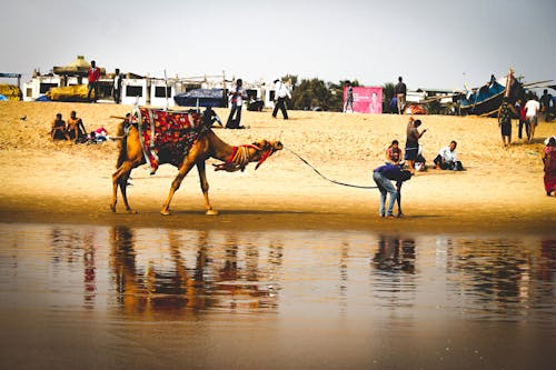 Free stock photo of animal, beach, camel Stock Photo