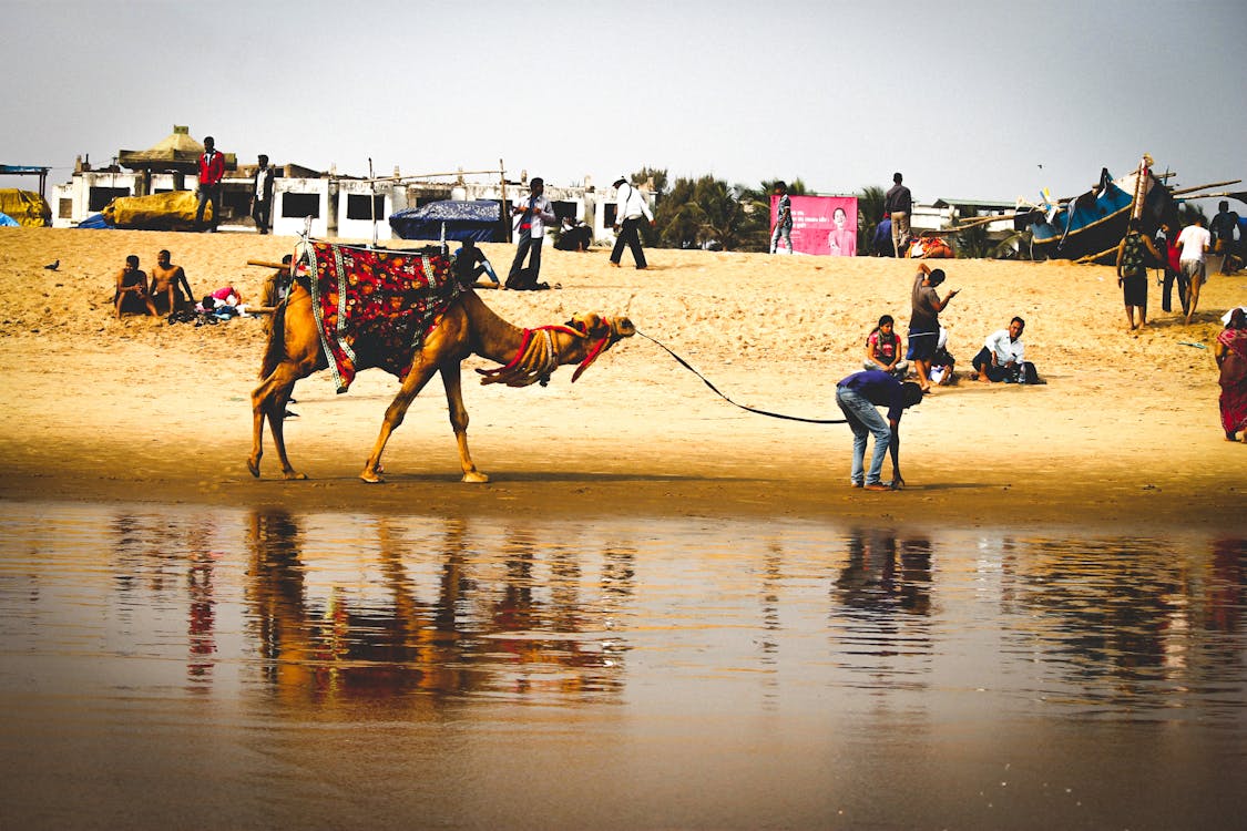 Free stock photo of animal, beach, camel