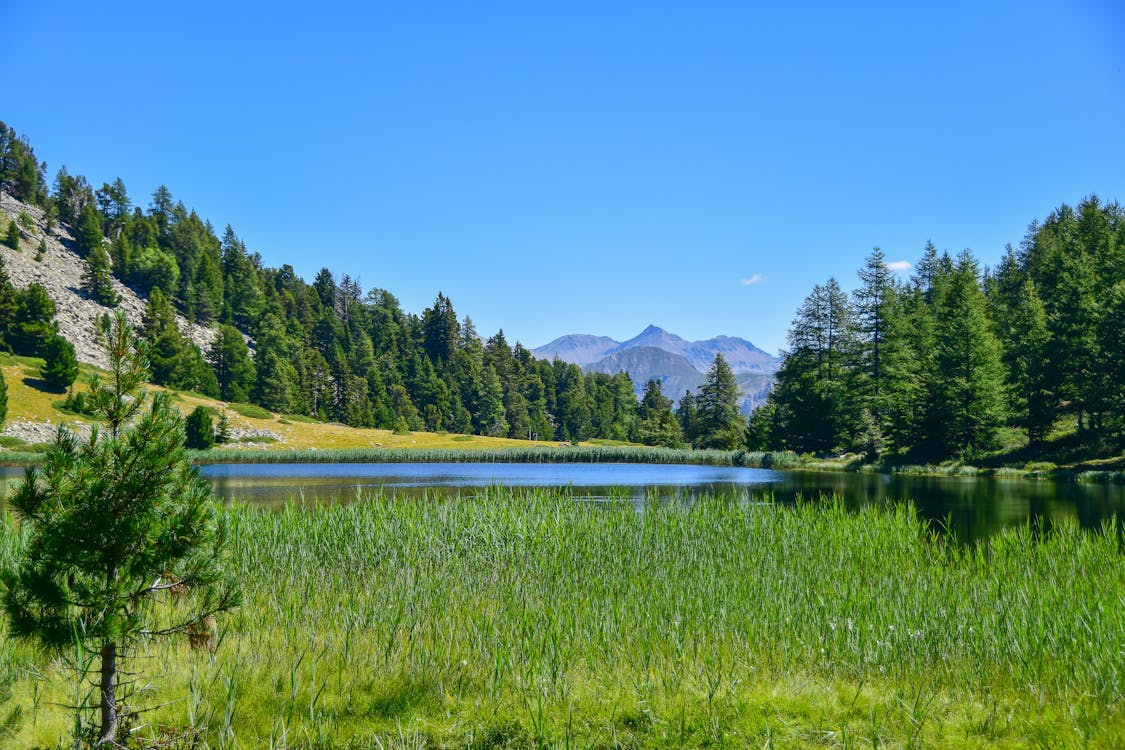 Clear Sky over Lake with Forest around