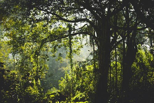 Groene Doorbladerde Boom