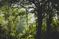 阳光透过茂密的丛林树冠，洒在明媚的树叶上，传递出宁静的自然气息