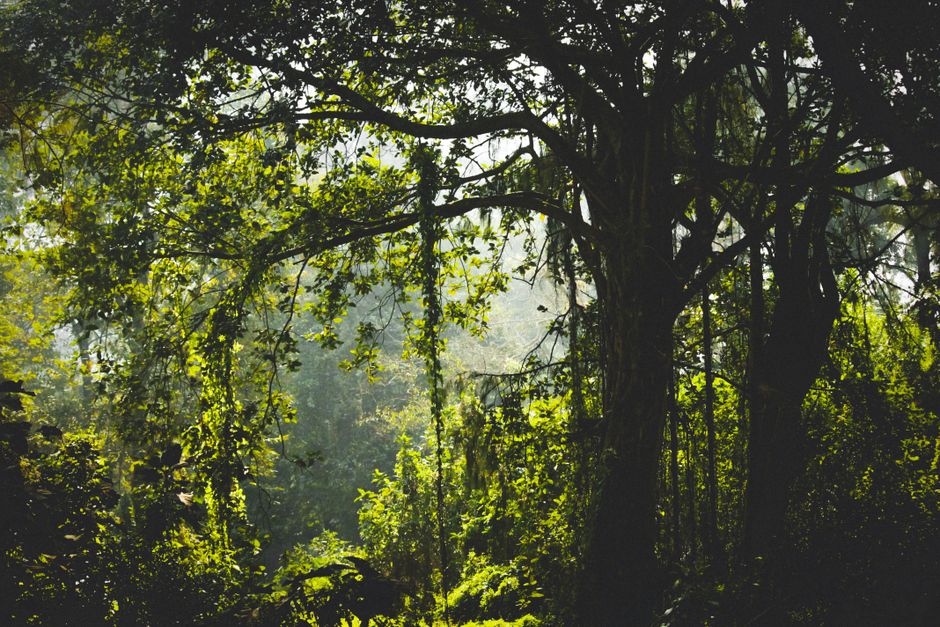 Beautiful dense jungle canopy with sunlit leaves, conveying a serene natural environment.