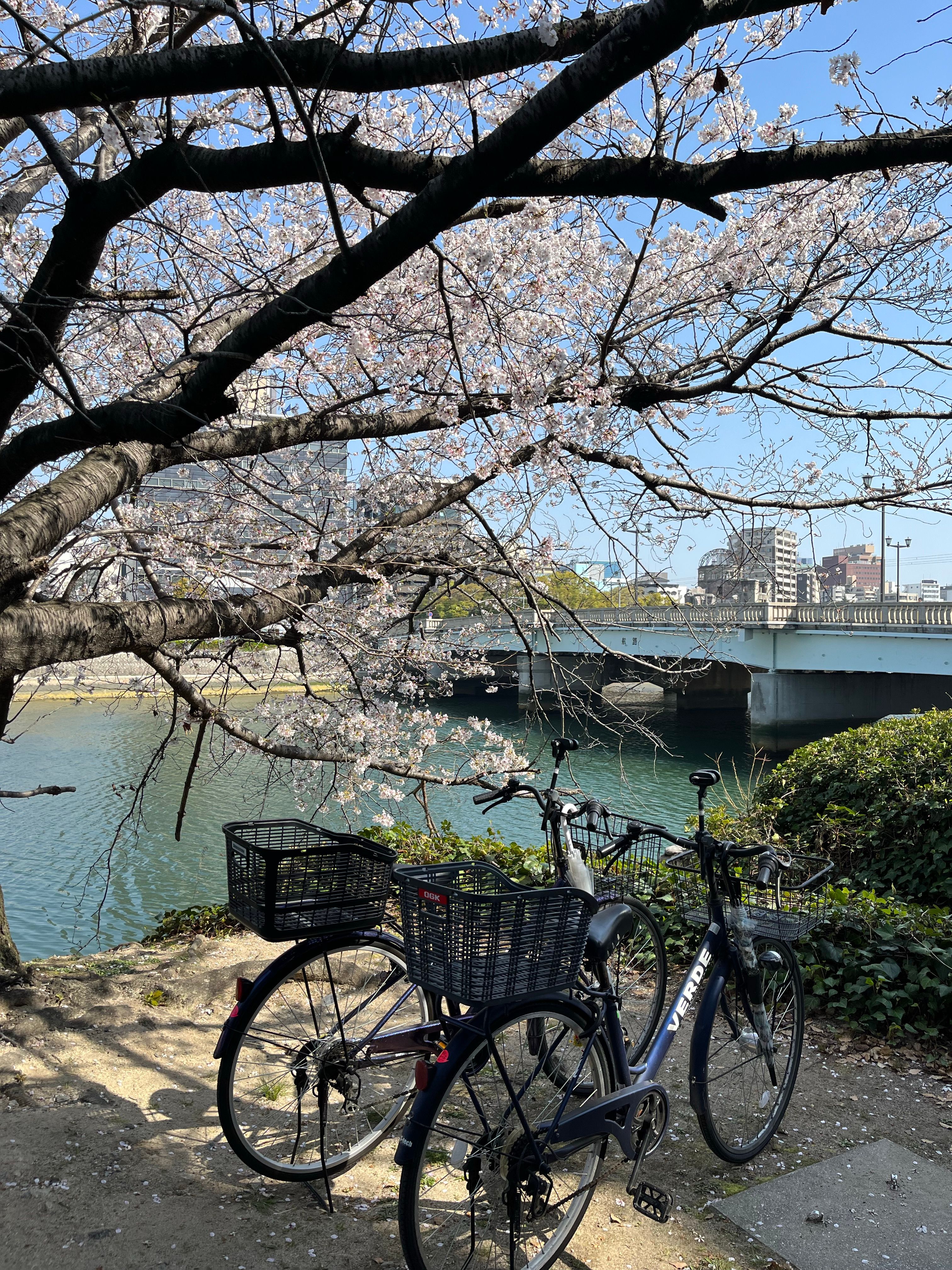Bicycles near Tree near River in Spring · Free Stock Photo