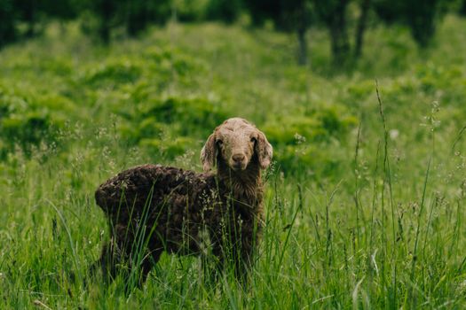 A young brown sheep stands in a verdant meadow, surrounded by tall grasses.